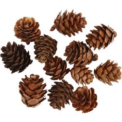 Larch cones