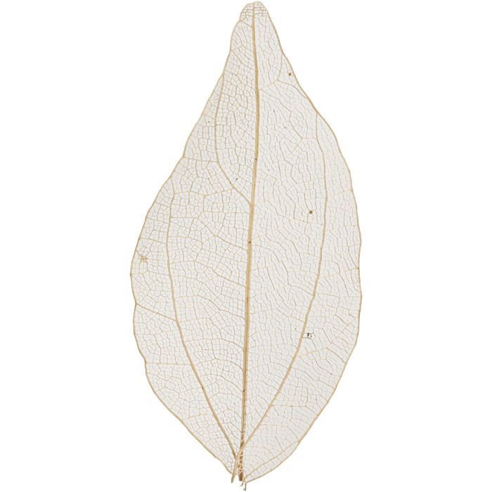 Skeleton Leaves, L: 4,5-8 cm, natural, 20 pc/ 1 pack