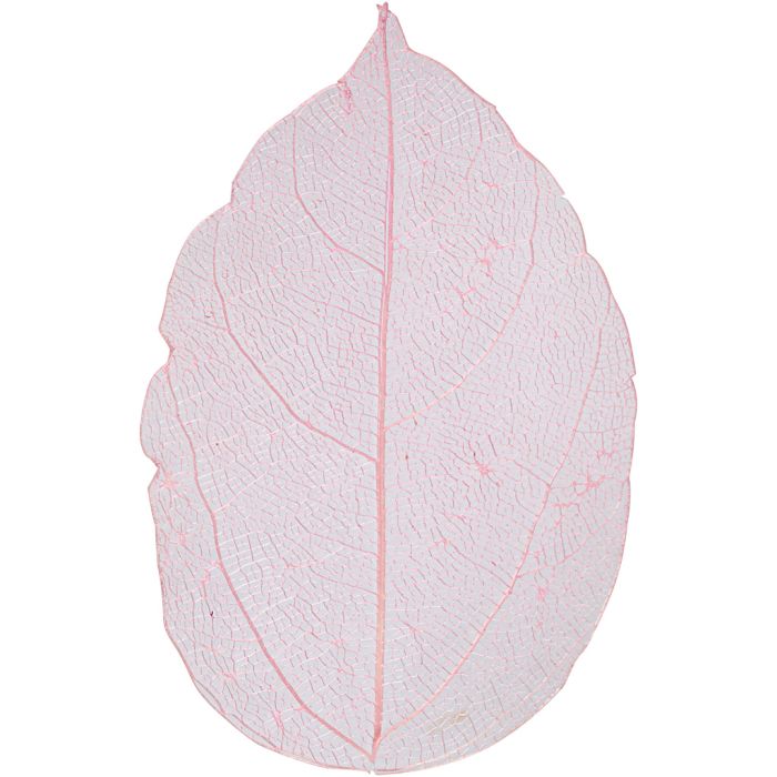 Skeleton Leaves, L: 6-8 cm, light red, 20 pc/ 1 pack