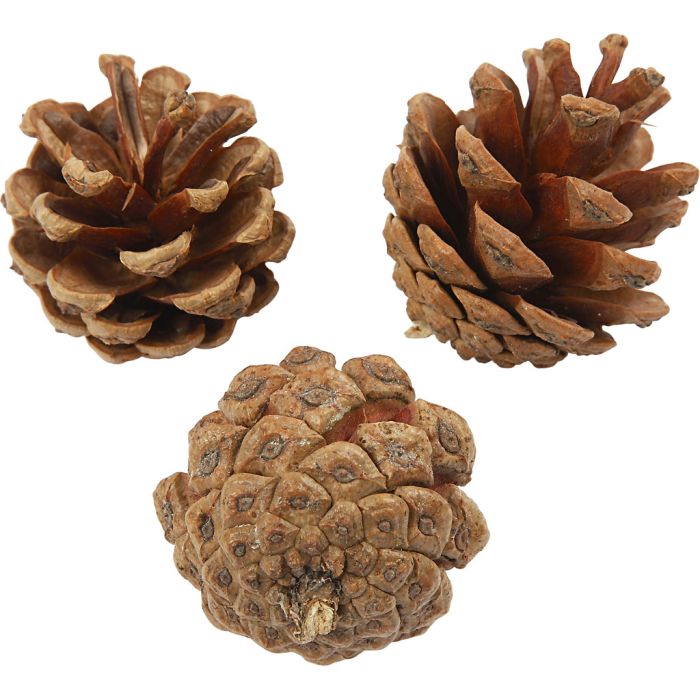 Pine Cones, dia. 40 mm, ca. 60 pc, 500 g/ 1 pack