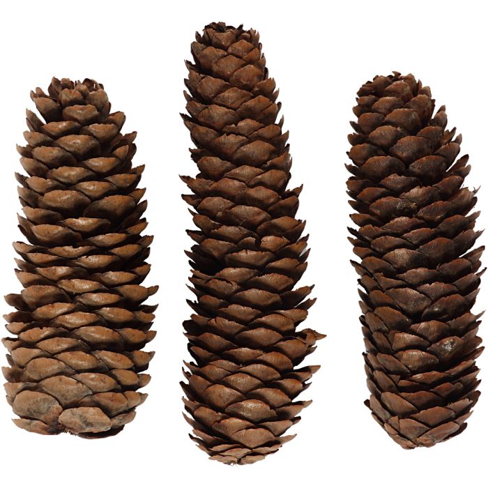 Abies Cone, dia. 40 mm, ca. 14 pc, 300 g/ 1 pack