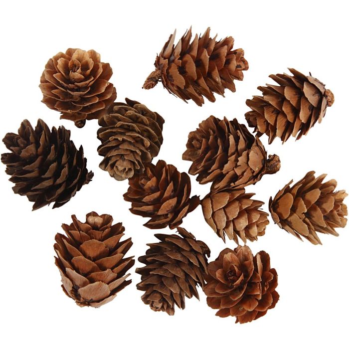 Larch cones, 12 pc/ 1 pack