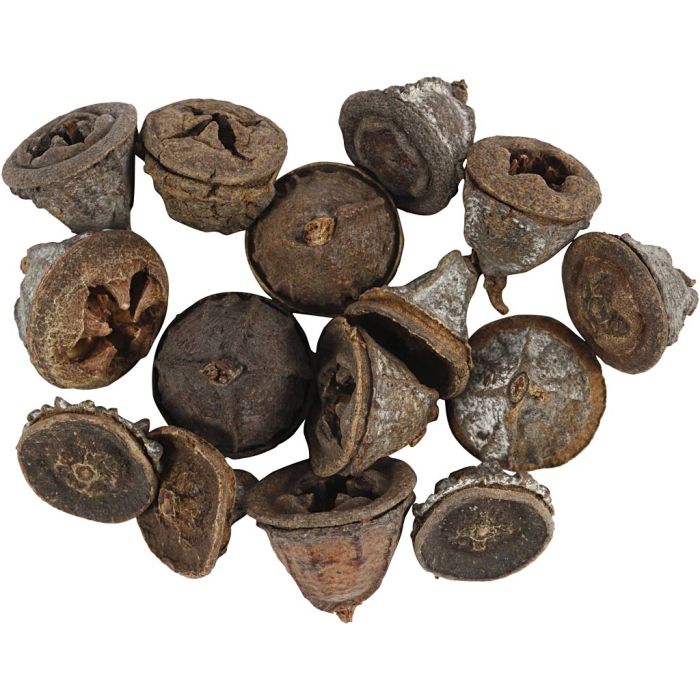Eucalyptus cones, 25 g/ 1 pack