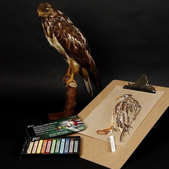 A Bird of Prey with Gallery Soft Pastels