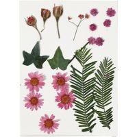 Pressed Flowers and leaves, light red, 1 pack
