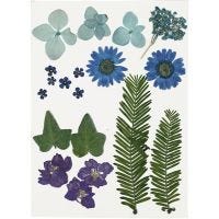 Pressed Flowers and leaves, blue, 1 pack