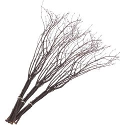 Birch Branches