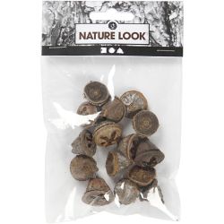 Eucalyptus cones